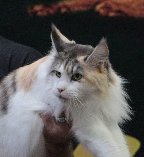 ABF_2014   058.jpg